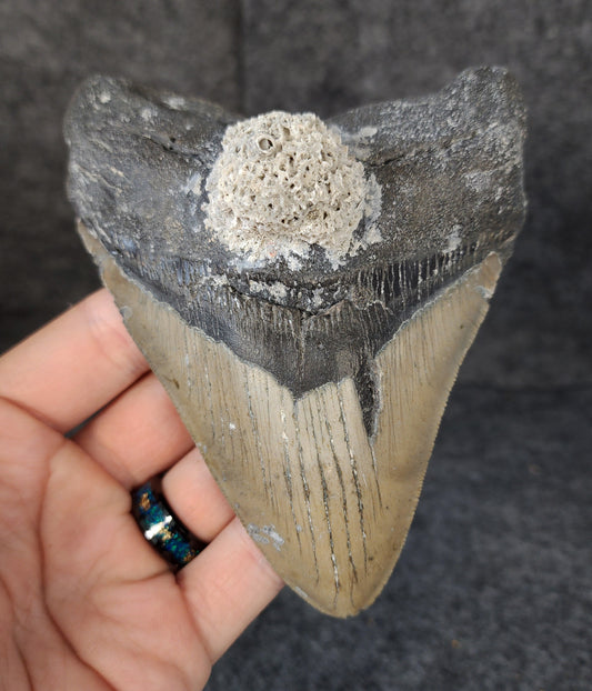 Front view of 5.13-inch authentic Megalodon tooth fossil from Meg Ledge, Wilmington, North Carolina, showcasing natural enamel and robust root.