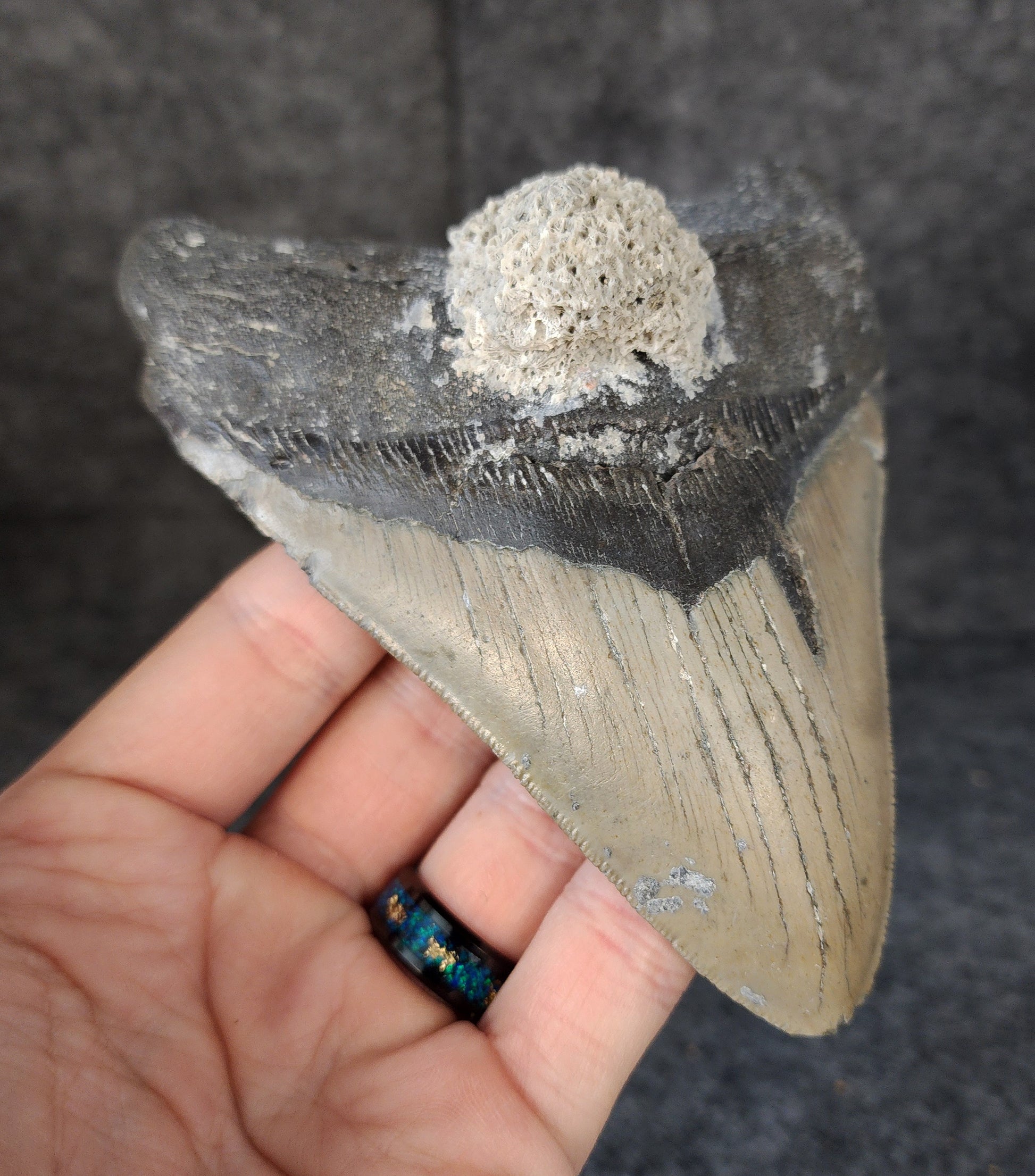 Left side profile of 5.13-inch Megalodon tooth from Meg Ledge, displaying curvature and serrations.