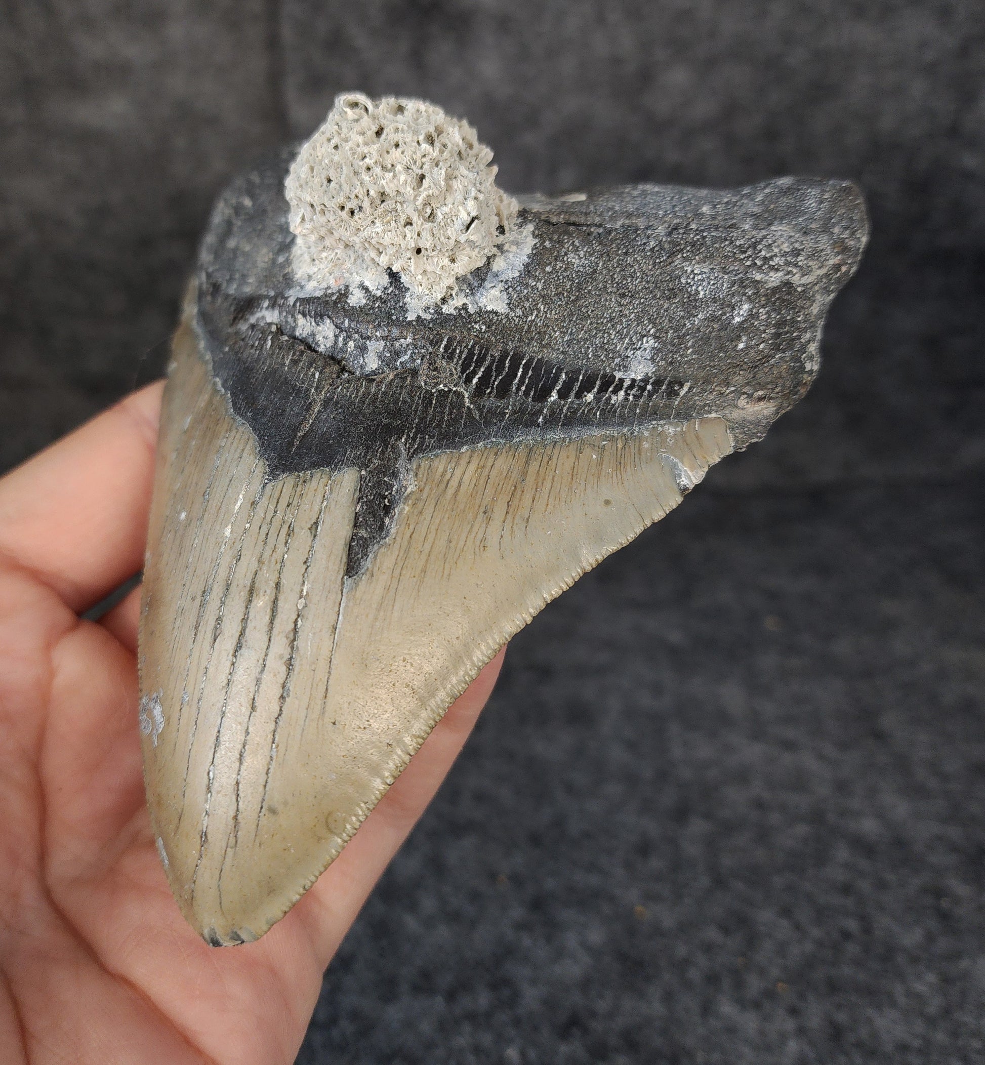 Right side view of 5.13-inch fossil Megalodon tooth, emphasizing natural serrations and blade shape.