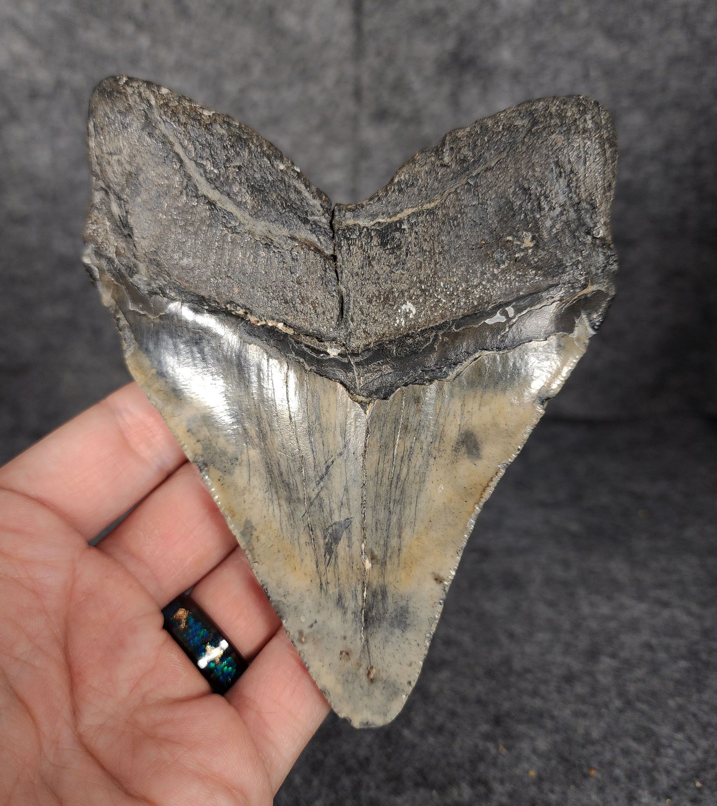Back view showing robust root and enamel texture on a 5.13-inch Megalodon tooth from South Carolina.