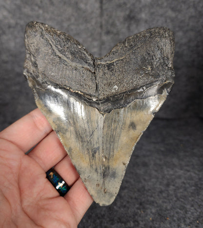 Back view showing robust root and enamel texture on a 5.13-inch Megalodon tooth from South Carolina.