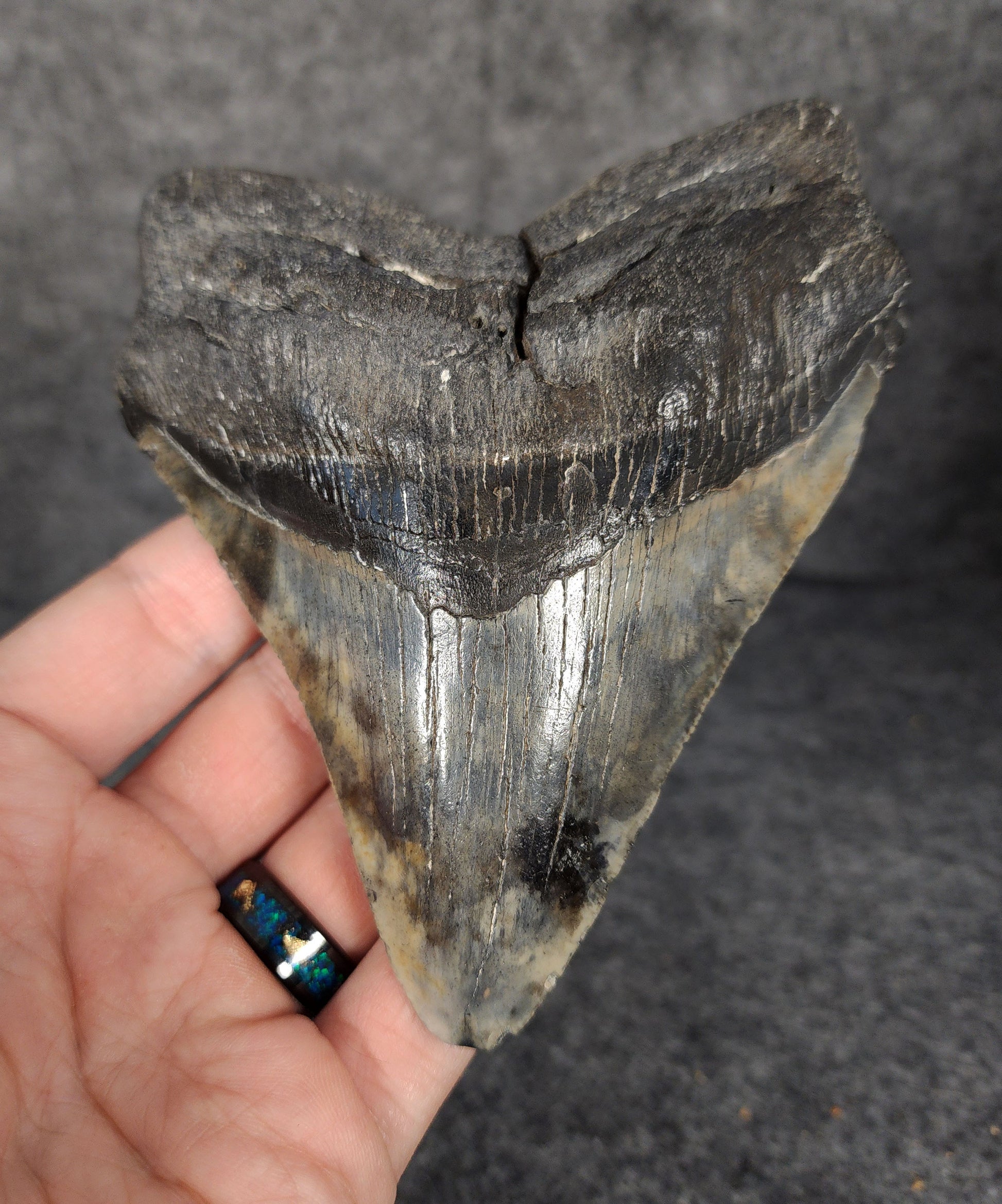 Front view of 5.13-inch authentic Megalodon tooth fossil from South Carolina with strong enamel and natural serrations.