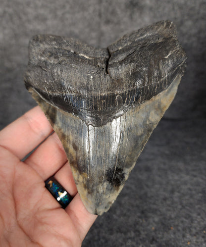 Front view of 5.13-inch authentic Megalodon tooth fossil from South Carolina with strong enamel and natural serrations.