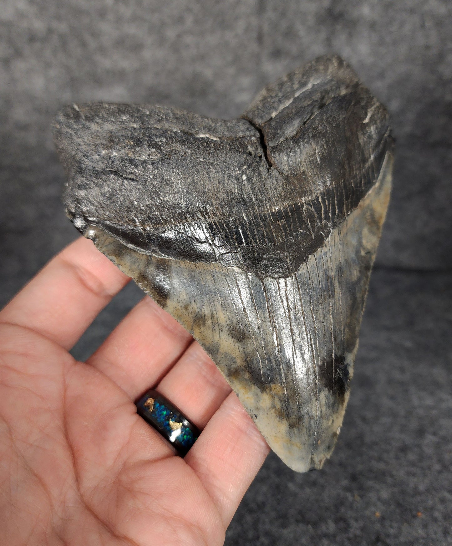 Left side profile of fossilized Megalodon tooth from South Carolina, measuring 5.13 inches.