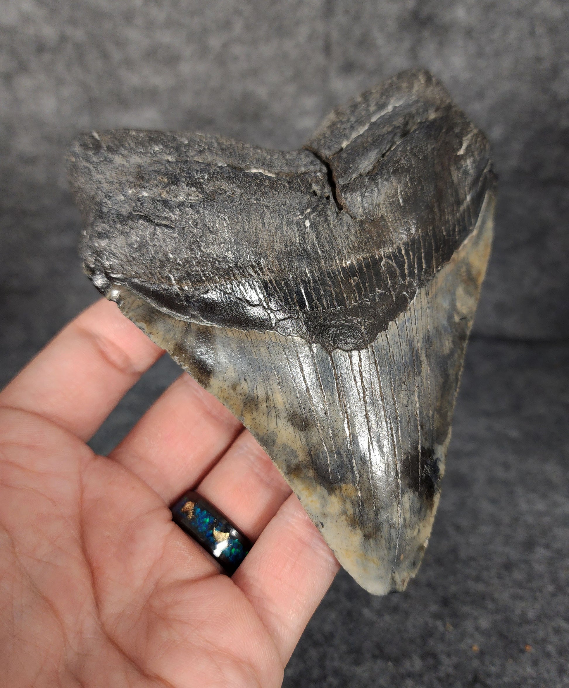 Left side profile of fossilized Megalodon tooth from South Carolina, measuring 5.13 inches.