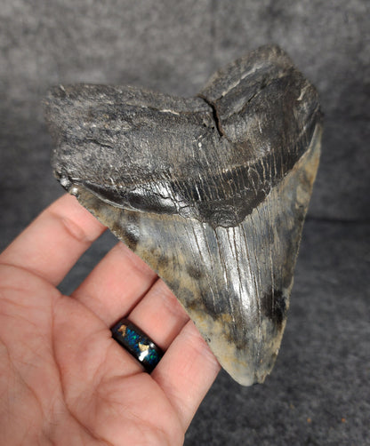 Left side profile of fossilized Megalodon tooth from South Carolina, measuring 5.13 inches.
