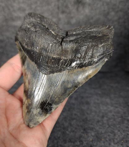Right side view of 5.13-inch Megalodon tooth fossil, highlighting blade shape and natural preservation.