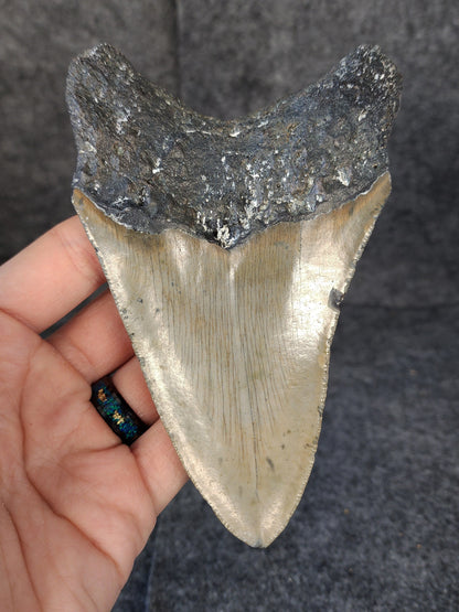 Back view of 5.18-inch Megalodon tooth fossil, highlighting the root structure and enamel preservation.