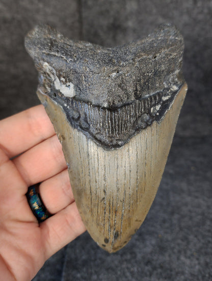 Front view of 5.18-inch authentic Megalodon tooth fossil from Meg Ledge, Wilmington, North Carolina, showcasing natural enamel and robust root.