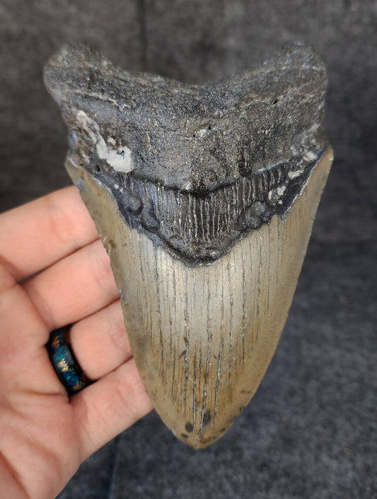 Front view of 5.18-inch authentic Megalodon tooth fossil from Meg Ledge, Wilmington, North Carolina, showcasing natural enamel and robust root.