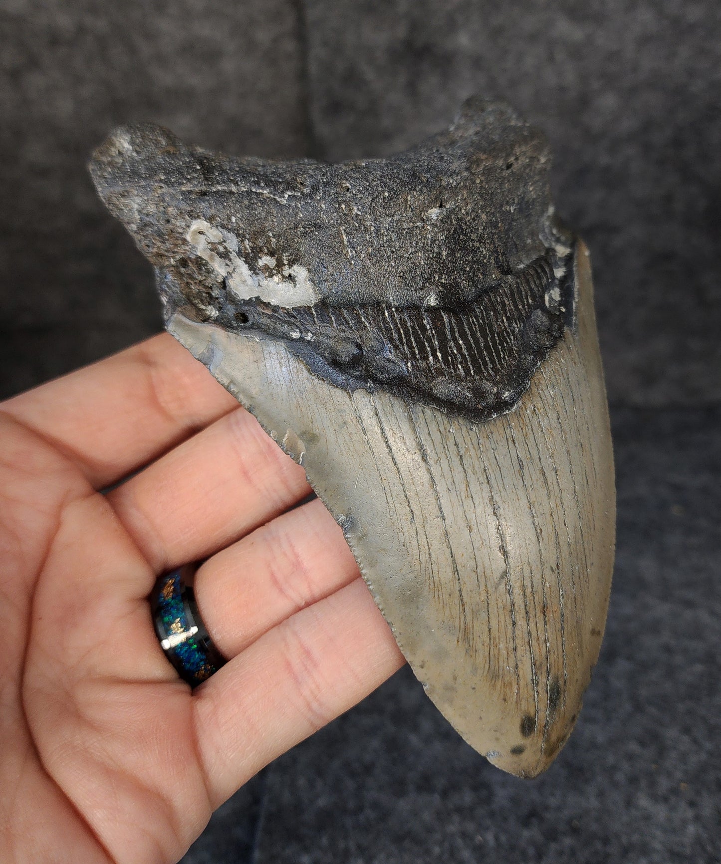 Left side profile of 5.18-inch Megalodon tooth from Meg Ledge, displaying curvature and serrations.