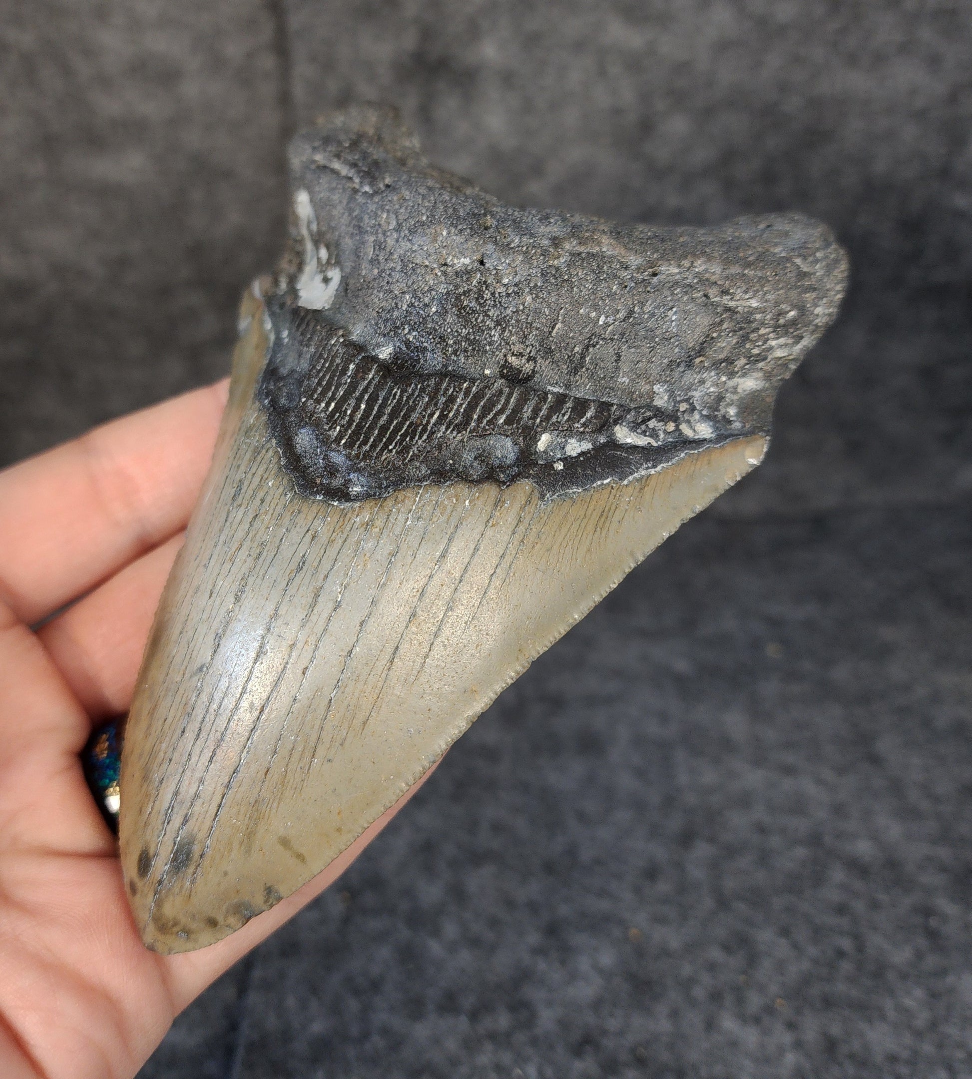 Right side view of 5.18-inch fossil Megalodon tooth, emphasizing natural serrations and blade shape.