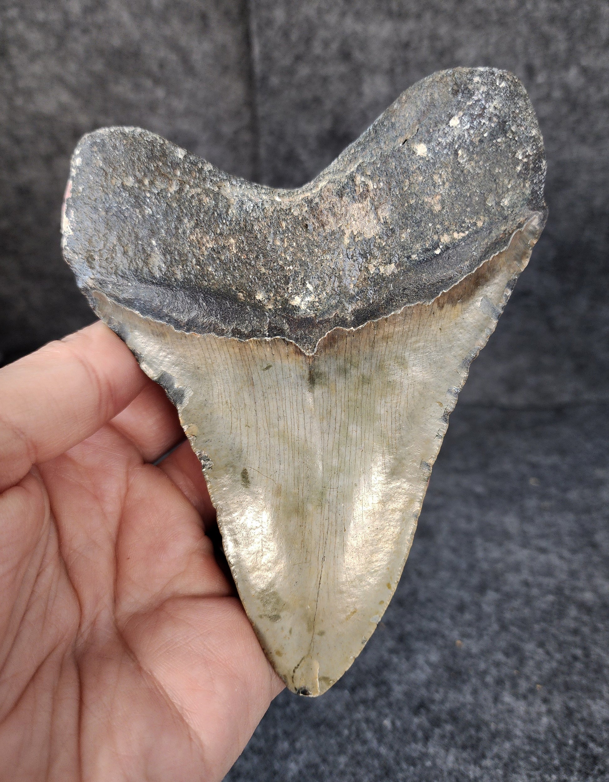 Back view of 5.20-inch Megalodon tooth fossil, highlighting the root structure and enamel preservation.