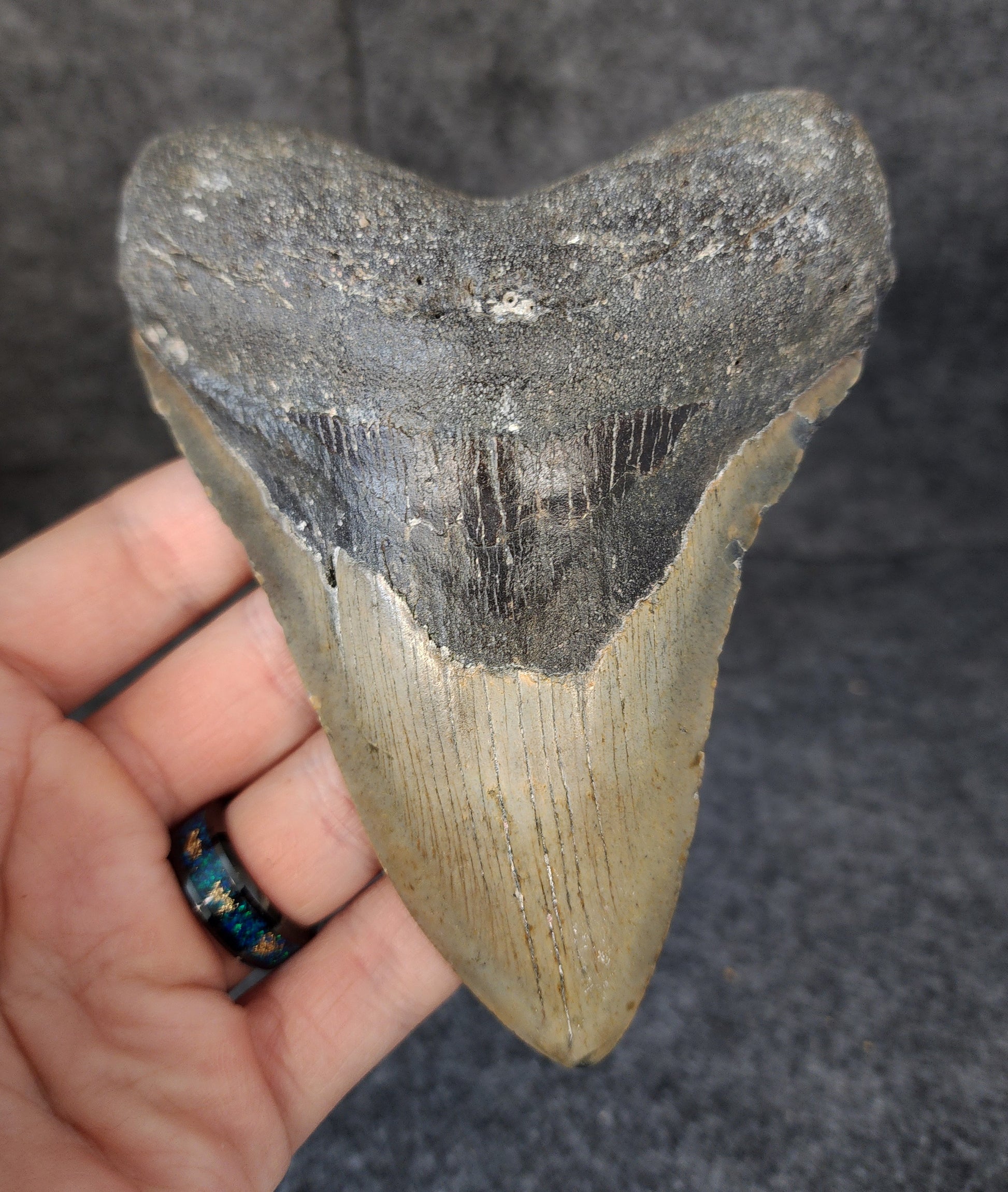 Front view of 5.20-inch authentic Megalodon tooth fossil from Meg Ledge, Wilmington, North Carolina, showcasing natural enamel and robust root.