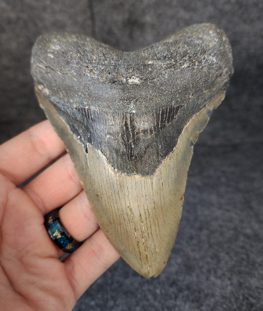 Front view of 5.20-inch authentic Megalodon tooth fossil from Meg Ledge, Wilmington, North Carolina, showcasing natural enamel and robust root.