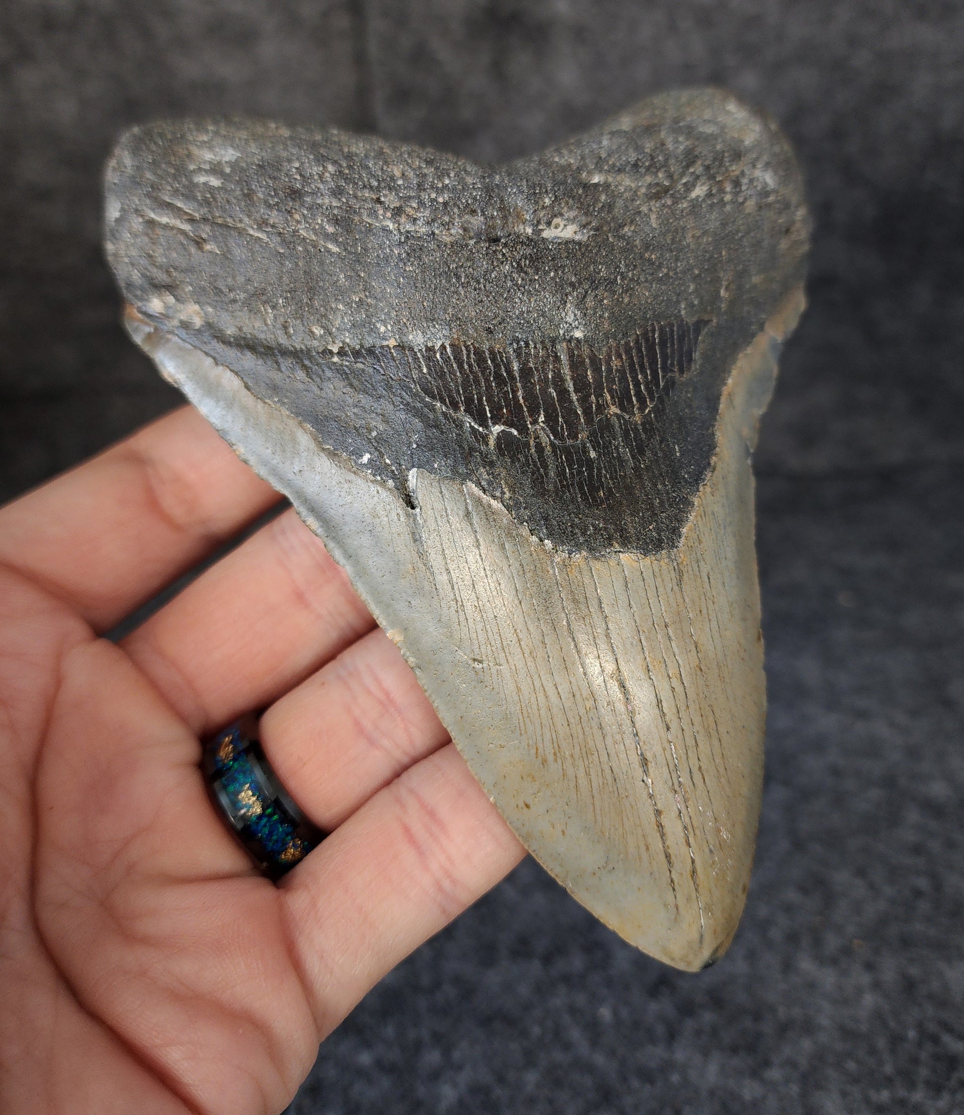 Left side profile of 5.20-inch Megalodon tooth from Meg Ledge, displaying curvature and serrations.