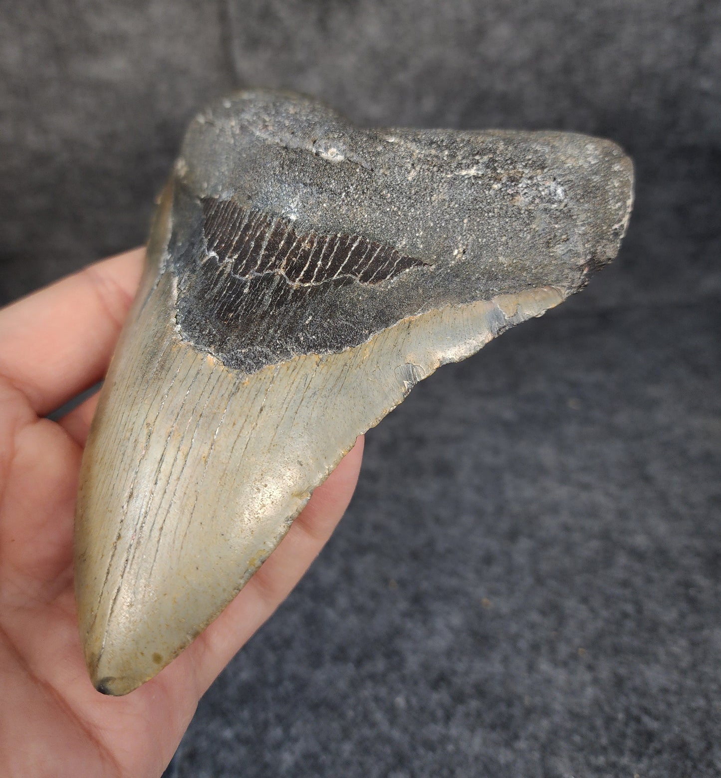 Right side view of 5.20-inch fossil Megalodon tooth, emphasizing natural serrations and blade shape.