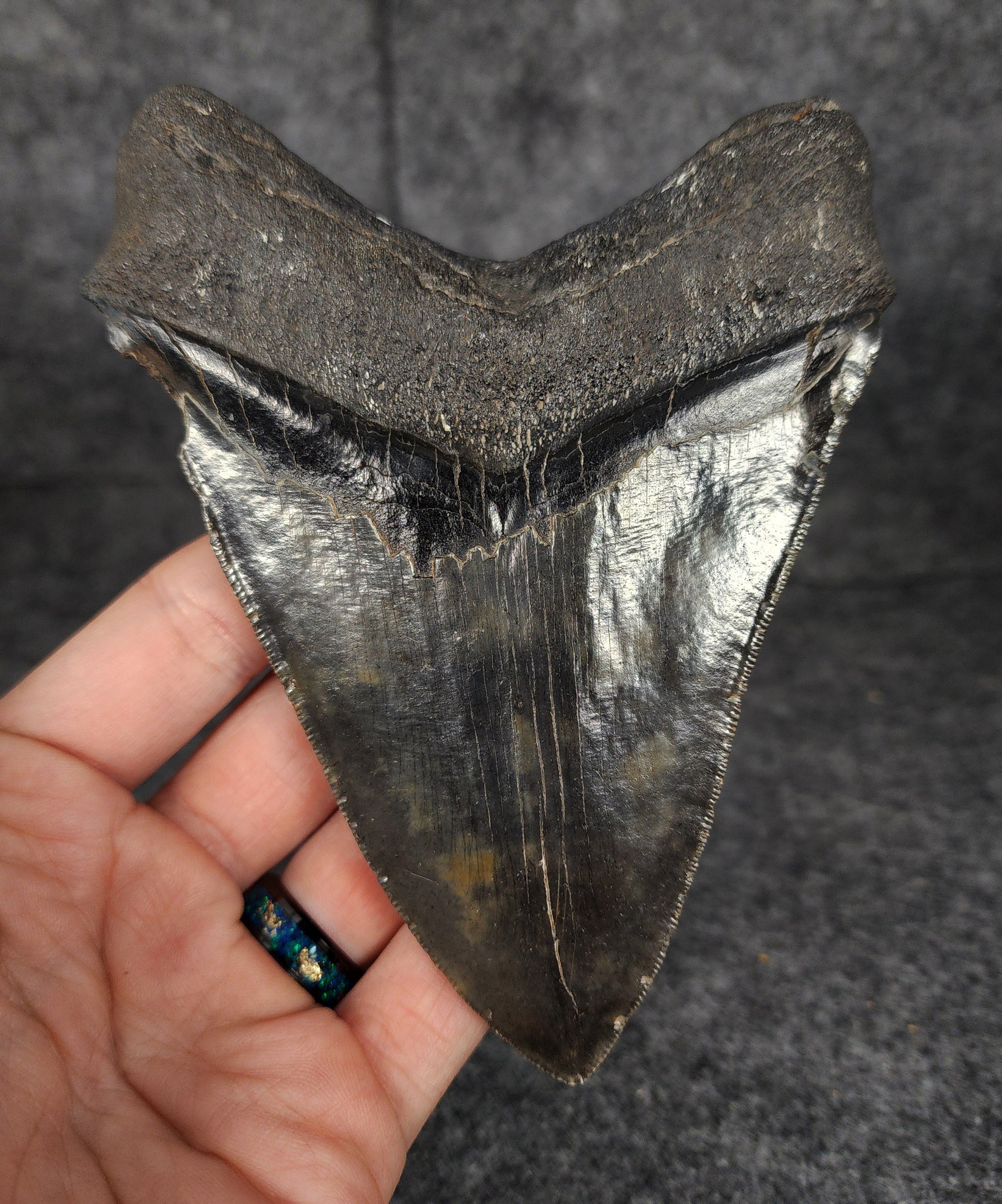 Back view of 5.26-inch Megalodon tooth fossil, highlighting the root structure and enamel preservation.