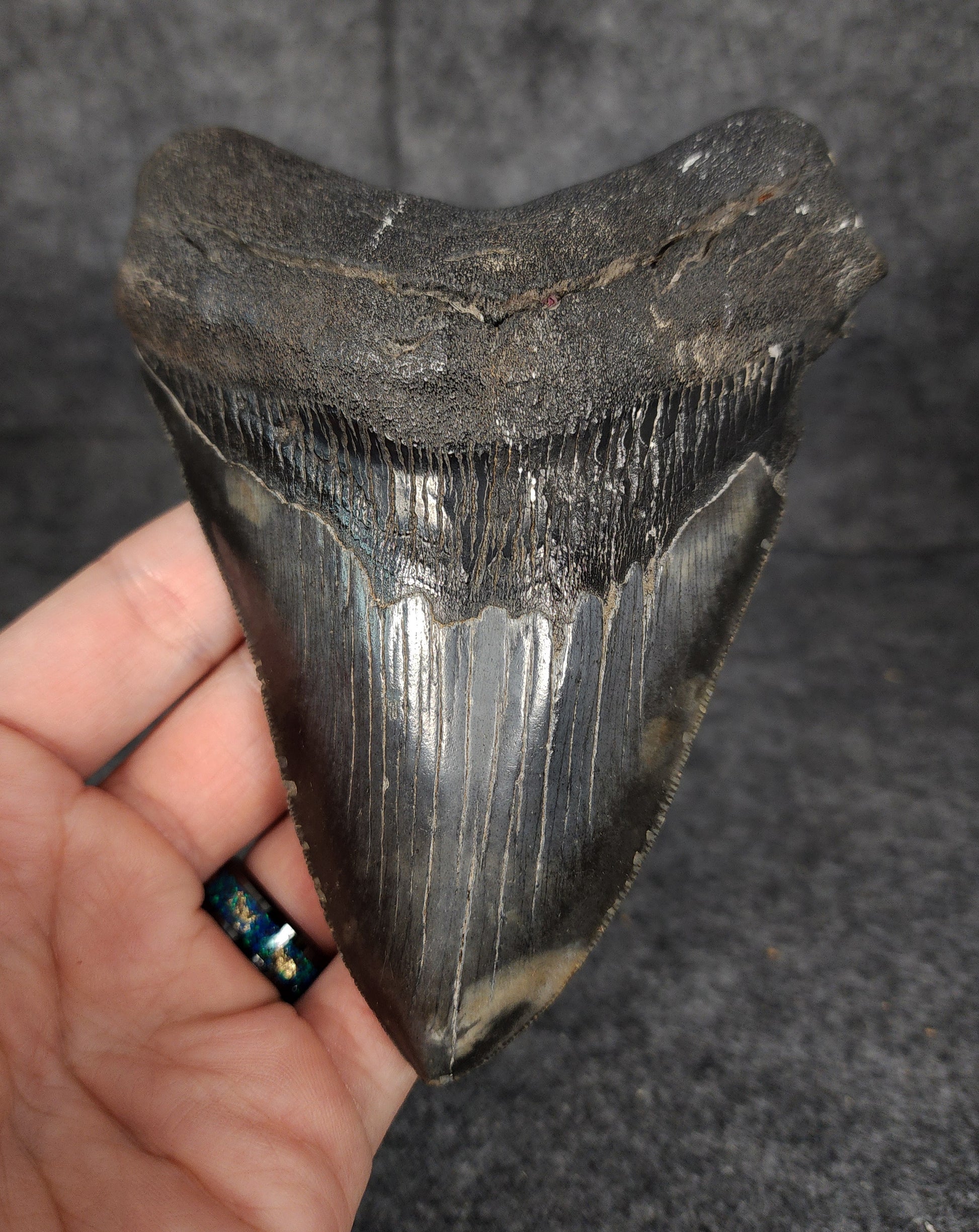Front view of 5.26-inch authentic Megalodon tooth fossil from Beaufort, South Carolina, showcasing natural enamel and robust root.​