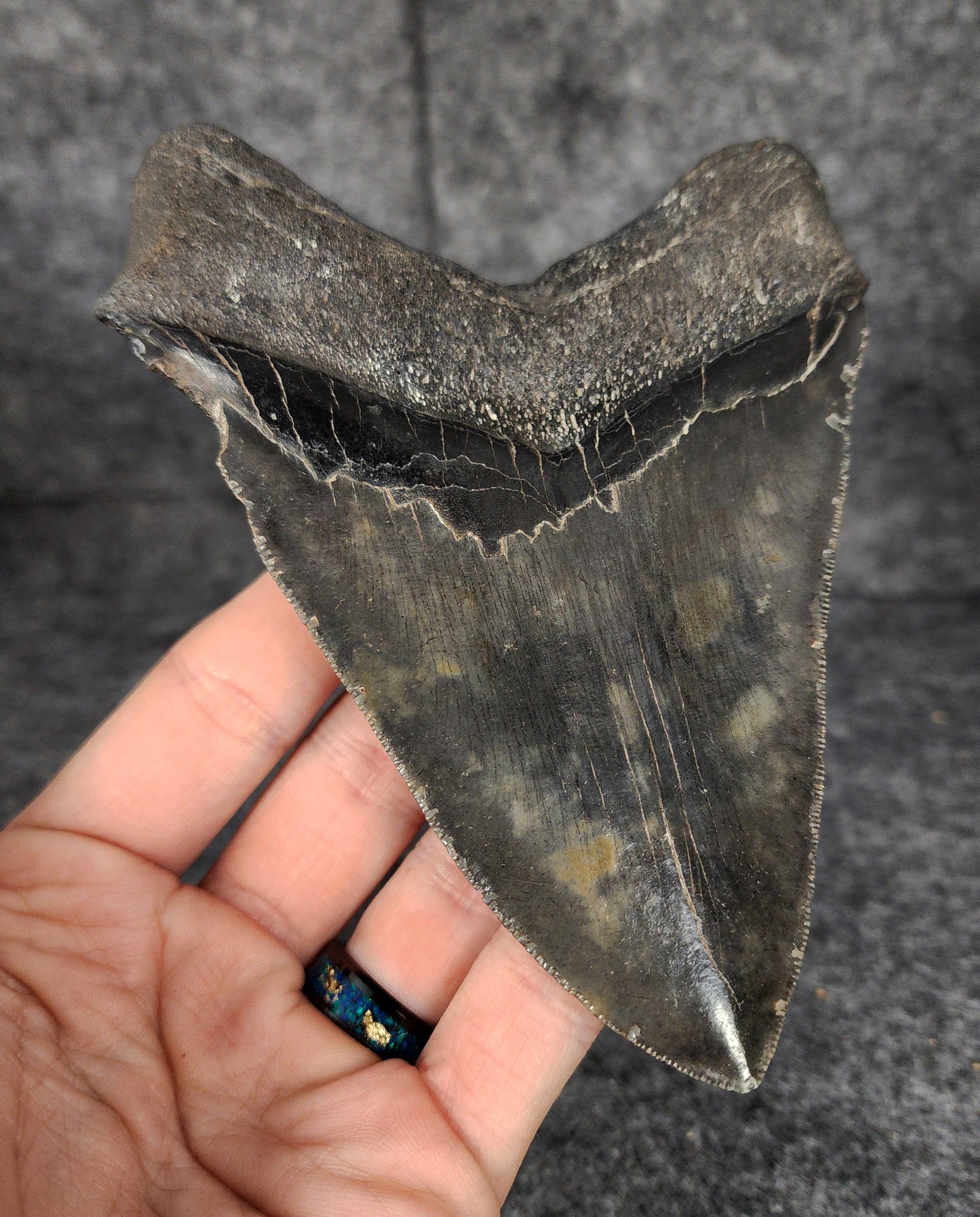 Back left side profile of 5.26-inch Megalodon tooth from Beaufort, South Carolina, displaying curvature and serrations.