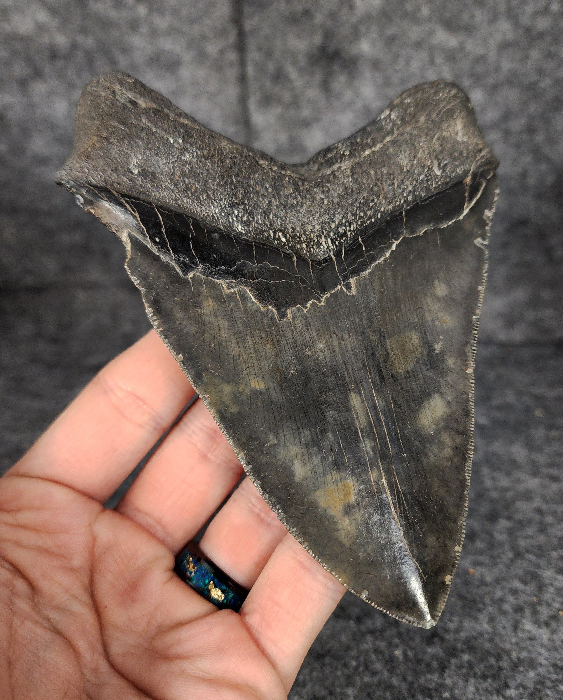 Back left side profile of 5.26-inch Megalodon tooth from Beaufort, South Carolina, displaying curvature and serrations.