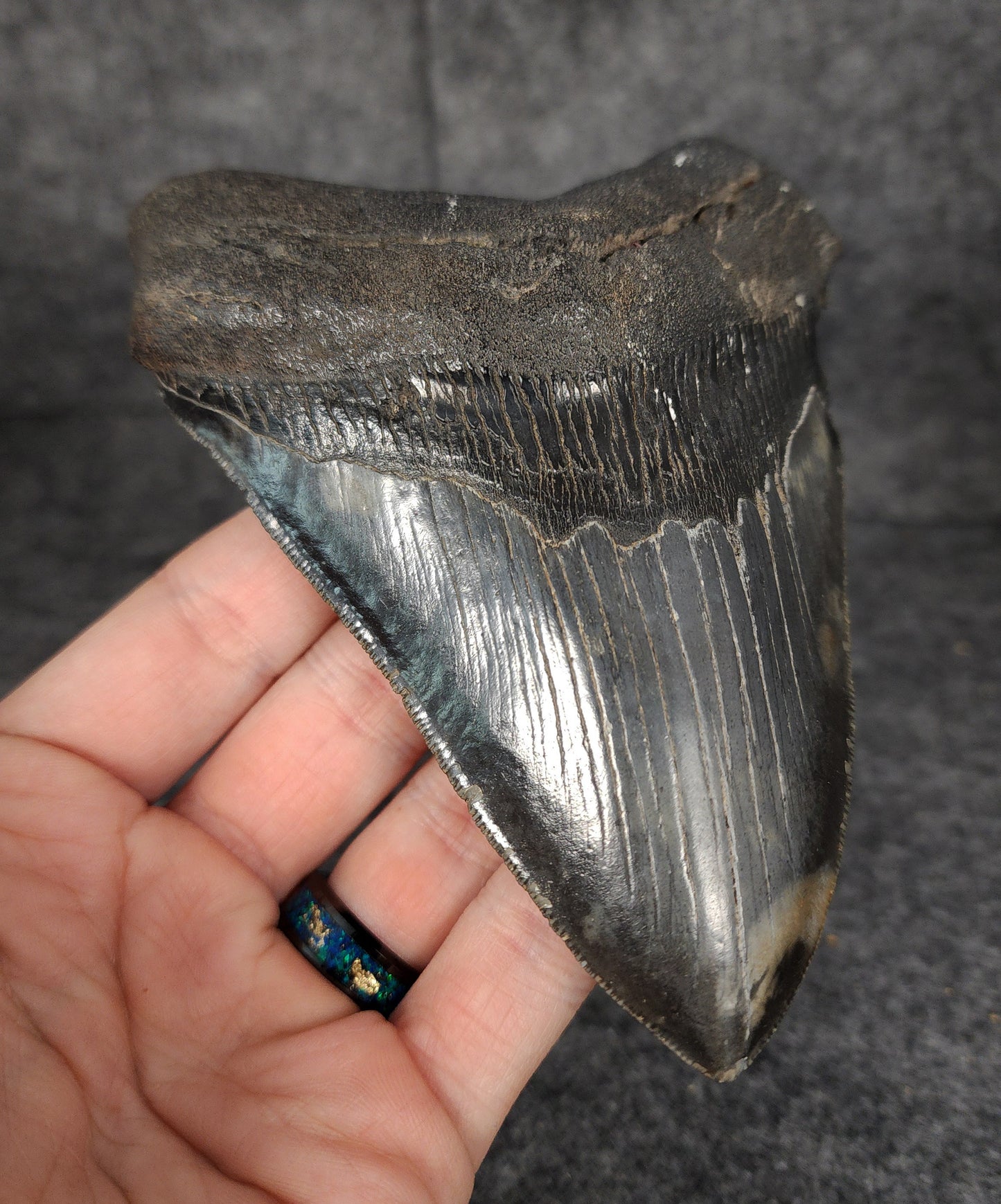 Left side profile of 5.26-inch Megalodon tooth from Beaufort, South Carolina, displaying curvature and serrations.