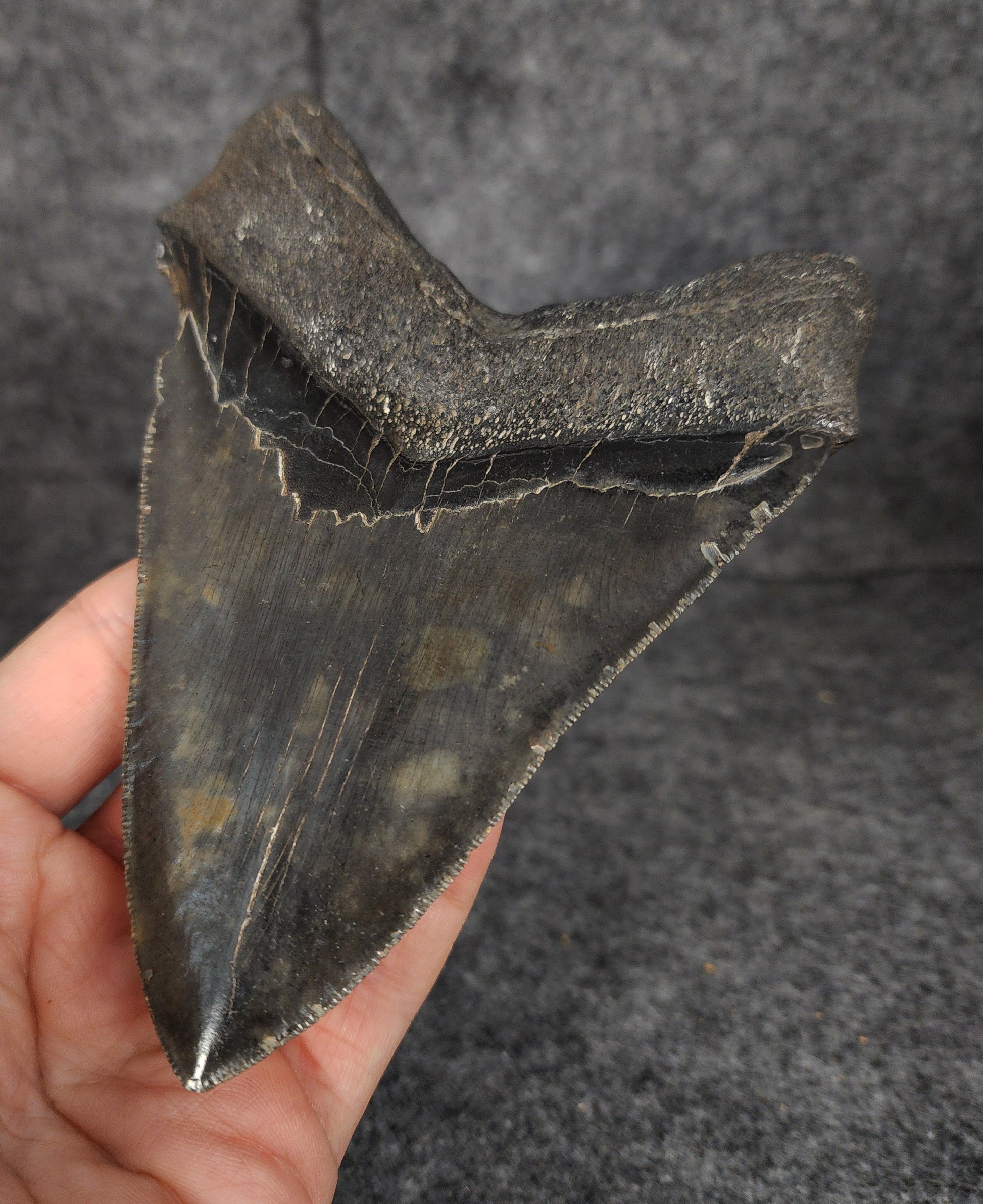 Back right side view of 5.26-inch fossil Megalodon tooth, emphasizing natural serrations and blade shape.
