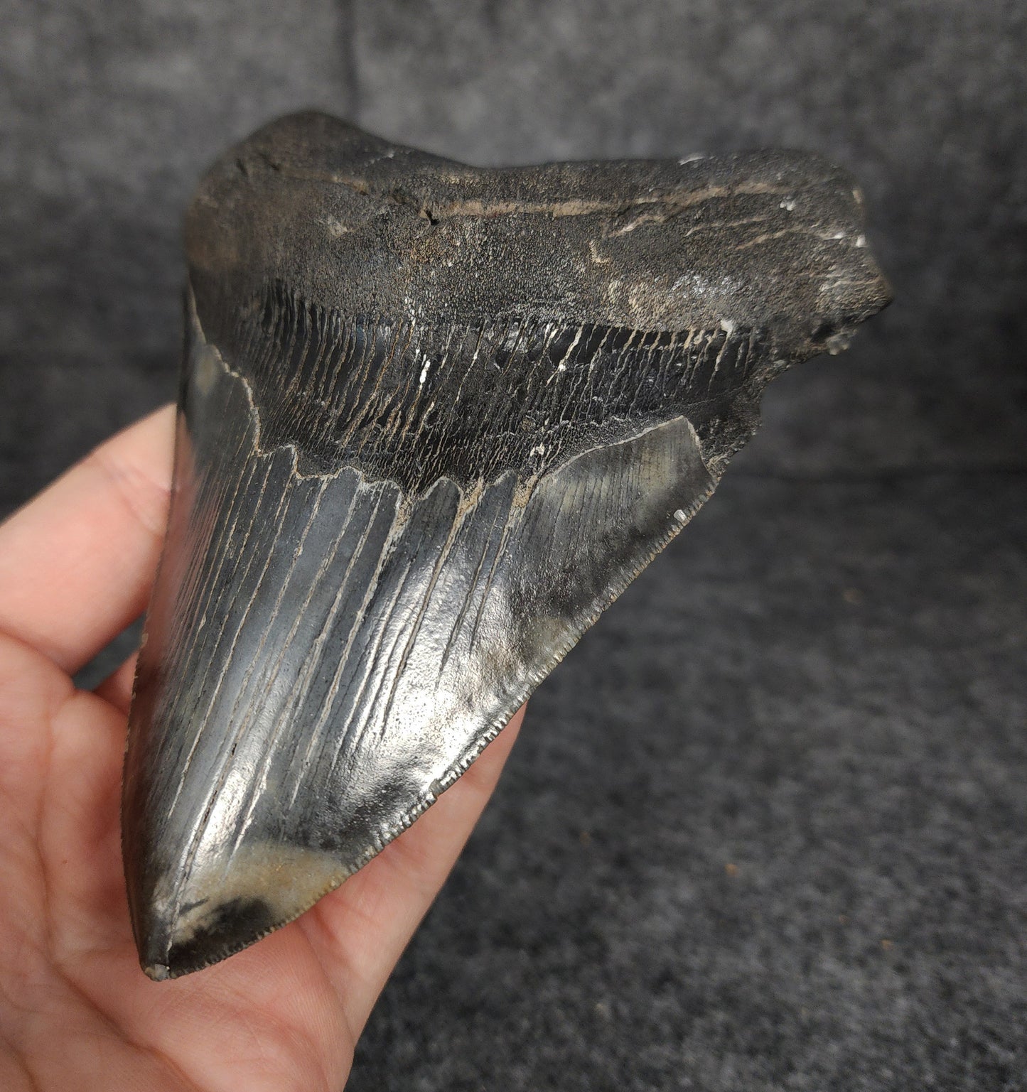 Right side view of 5.26-inch fossil Megalodon tooth, emphasizing natural serrations and blade shape.