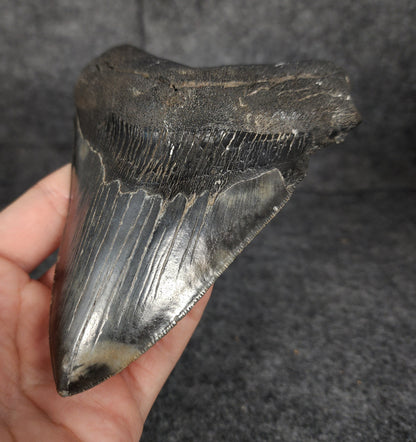Right side view of 5.26-inch fossil Megalodon tooth, emphasizing natural serrations and blade shape.