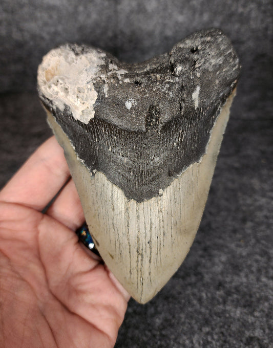 Front view of 5.29-inch authentic Megalodon tooth fossil from Meg Ledge, Wilmington, North Carolina, showcasing natural enamel and robust root.​