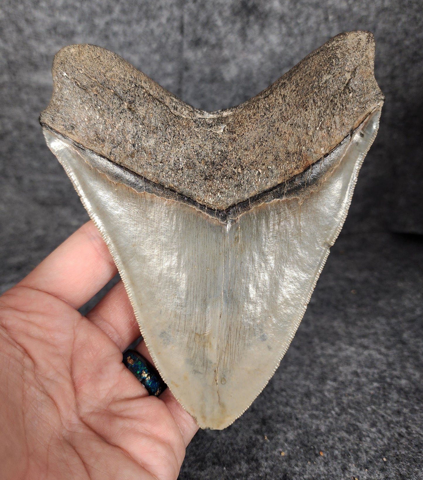 Back view highlighting the robust root structure of 5.50-inch Megalodon tooth fossil from South Carolina.