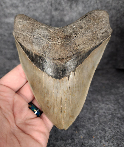 Front view of 5.50-inch serrated Megalodon tooth fossil from South Carolina, showcasing glossy enamel and sharp serrations.