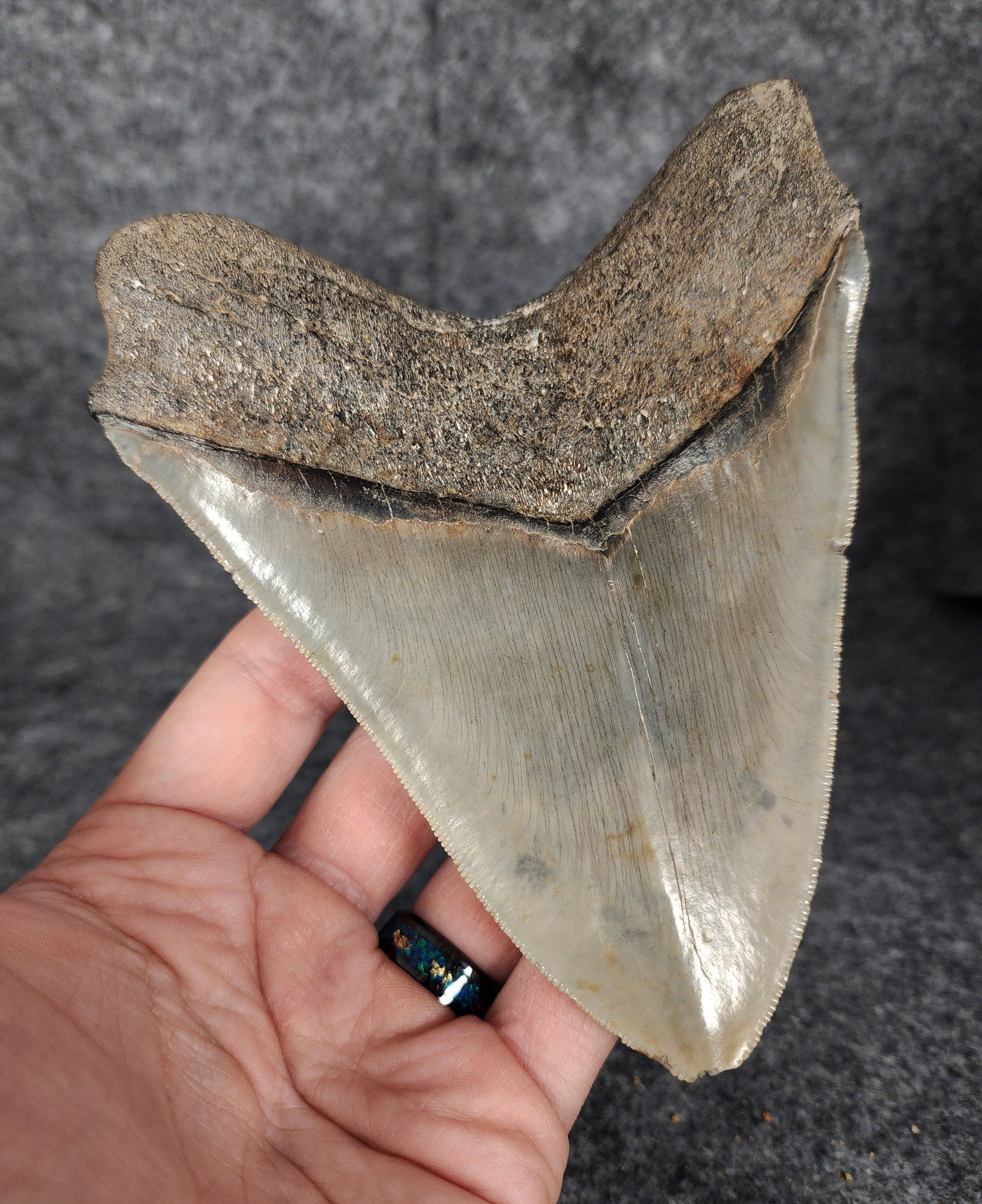 Back left side profile of 5.50-inch Megalodon tooth from South Carolina, displaying curvature and enamel preservation.