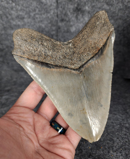 Back left side profile of 5.50-inch Megalodon tooth from South Carolina, displaying curvature and enamel preservation.