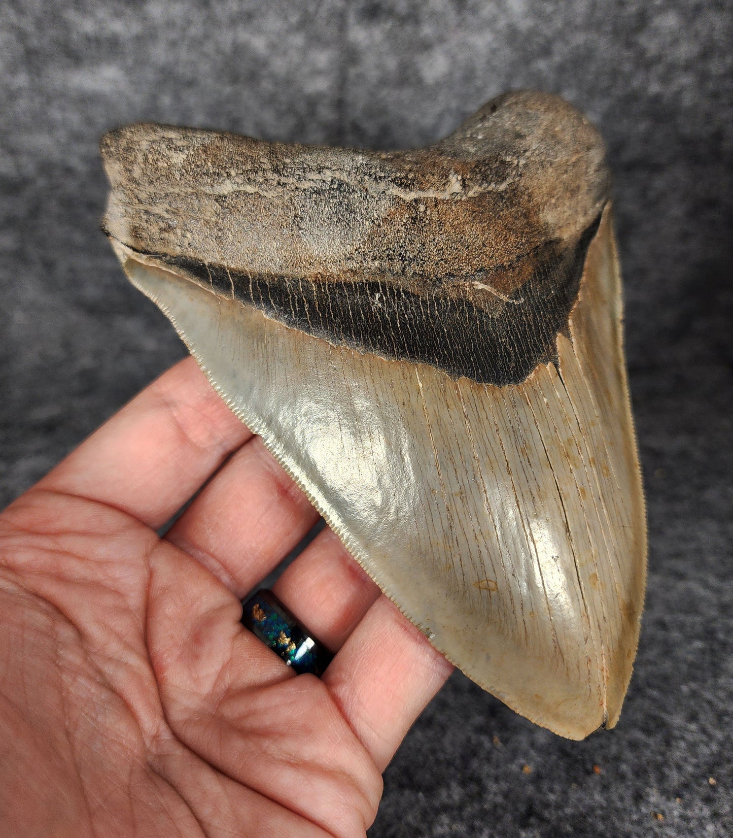 Left side profile of 5.50-inch Megalodon tooth from South Carolina, displaying curvature and enamel preservation.
