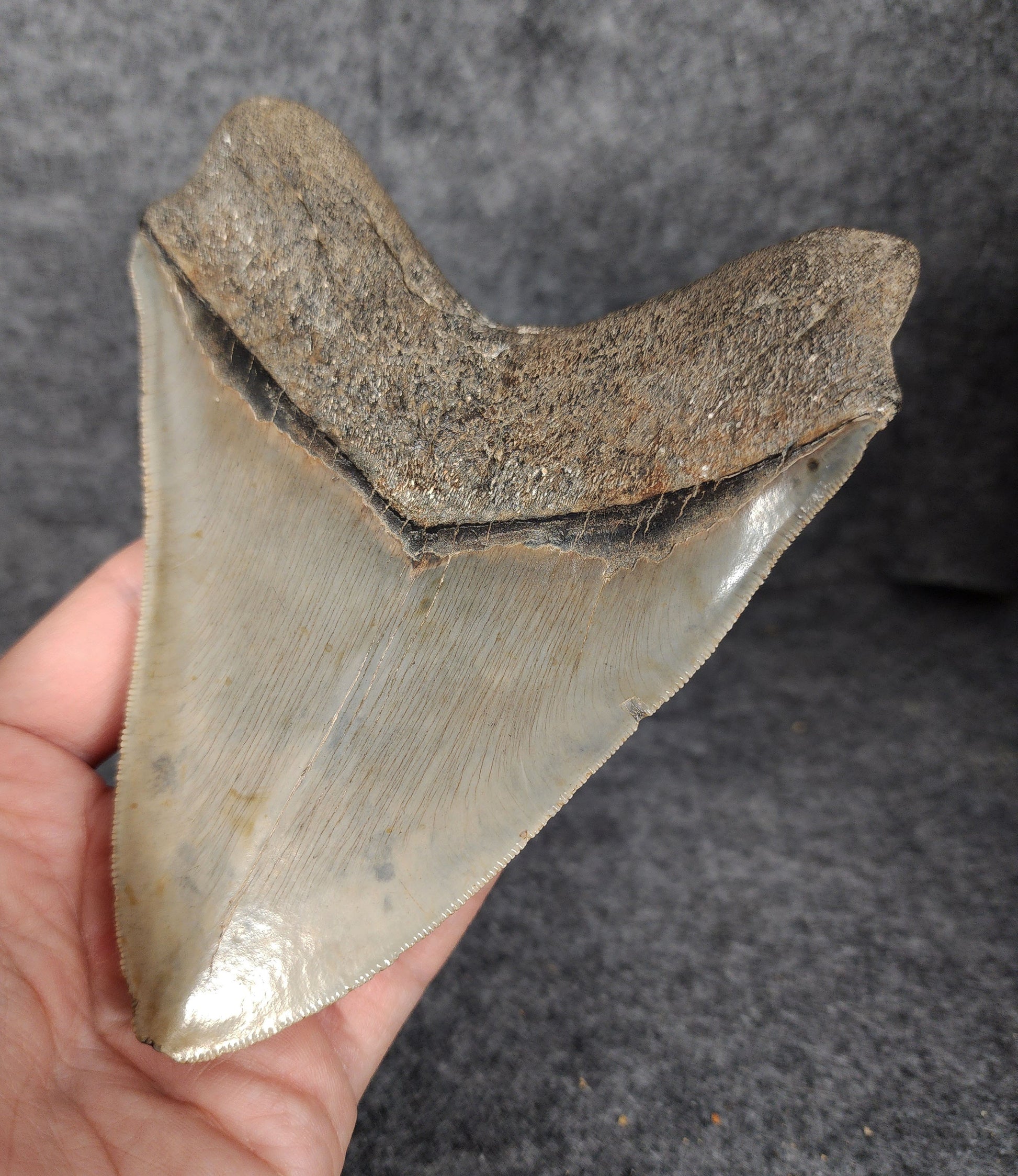 Back right side view of 5.50-inch fossil Megalodon tooth, emphasizing natural serrations and blade shape.