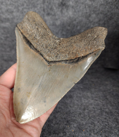 Back right side view of 5.50-inch fossil Megalodon tooth, emphasizing natural serrations and blade shape.