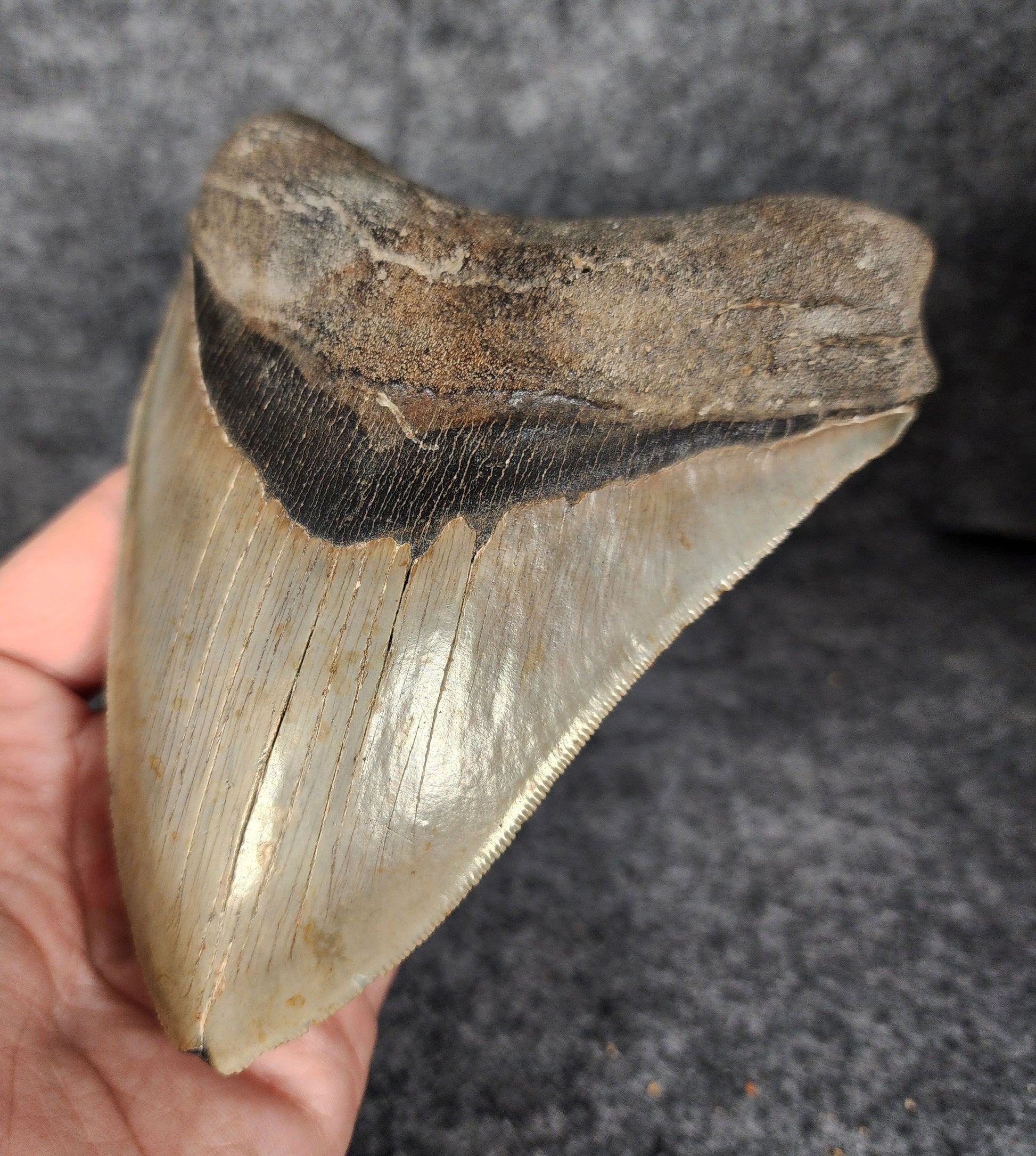 Right side view of 5.50-inch fossil Megalodon tooth, emphasizing natural serrations and blade shape.