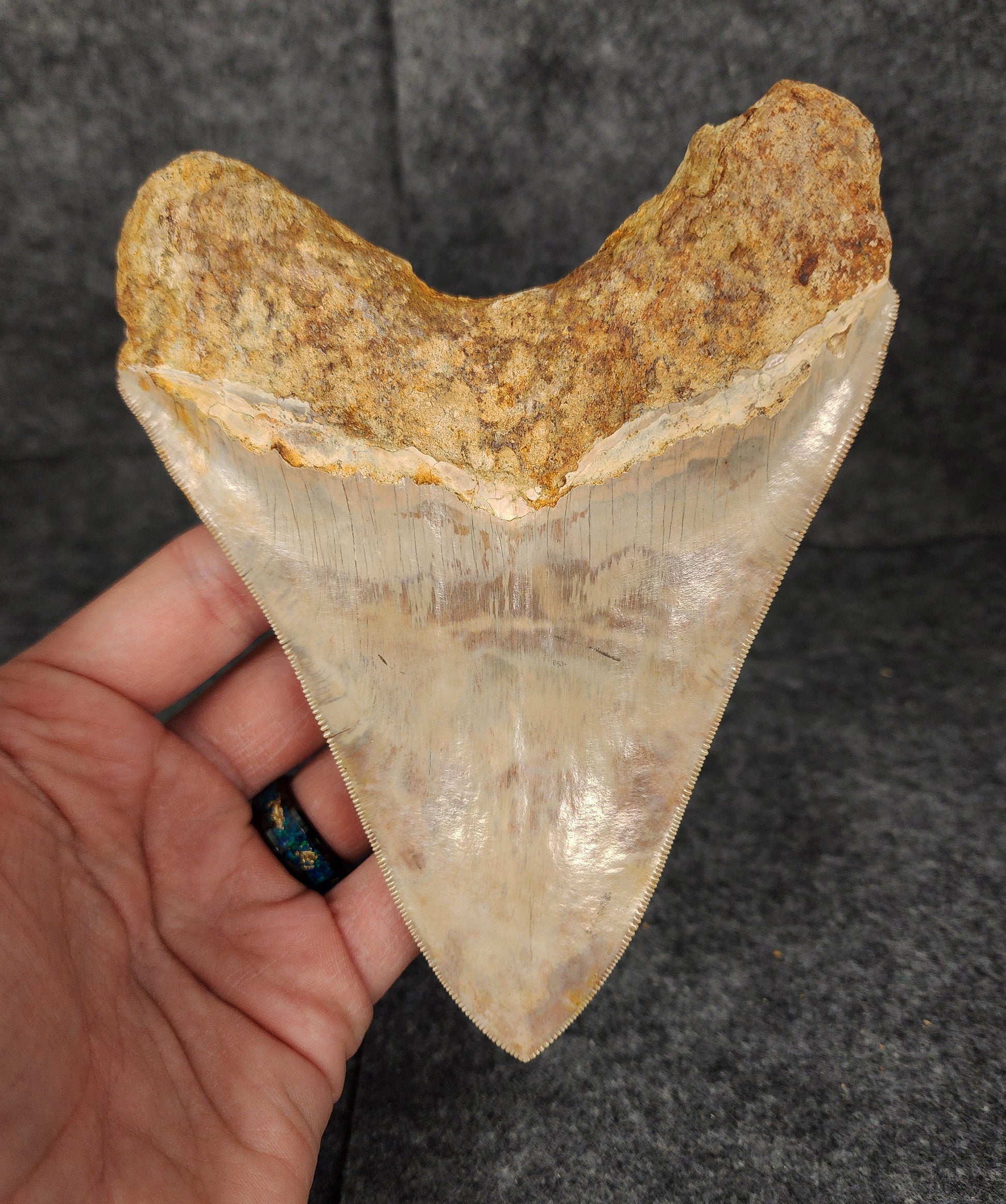 Back view highlighting the robust root structure of 5.69-inch Megalodon tooth fossil from Indonesia.