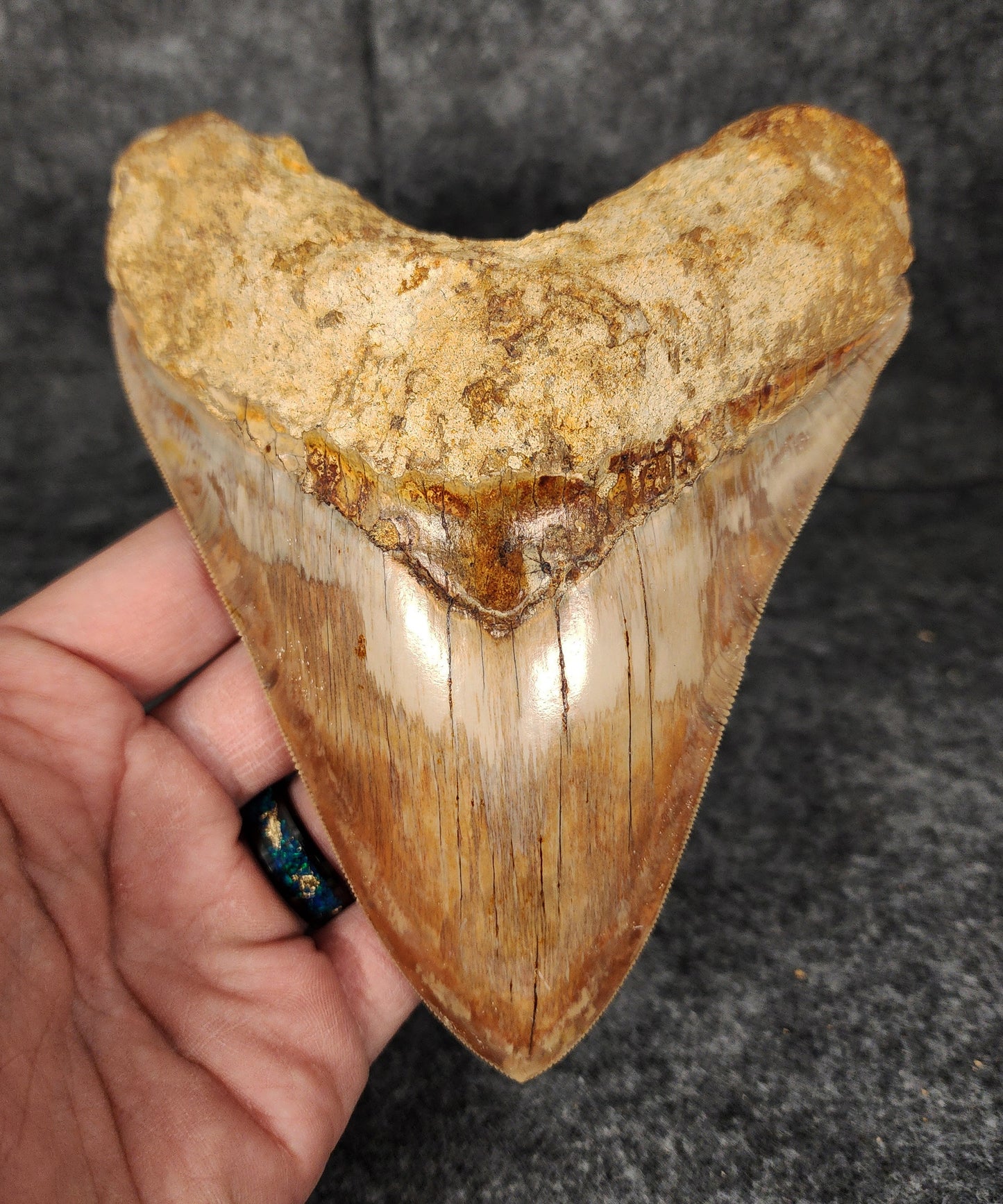 Front view of 5.69-inch fossil Megalodon tooth from Indonesia, showcasing glossy enamel and sharp serrations.​