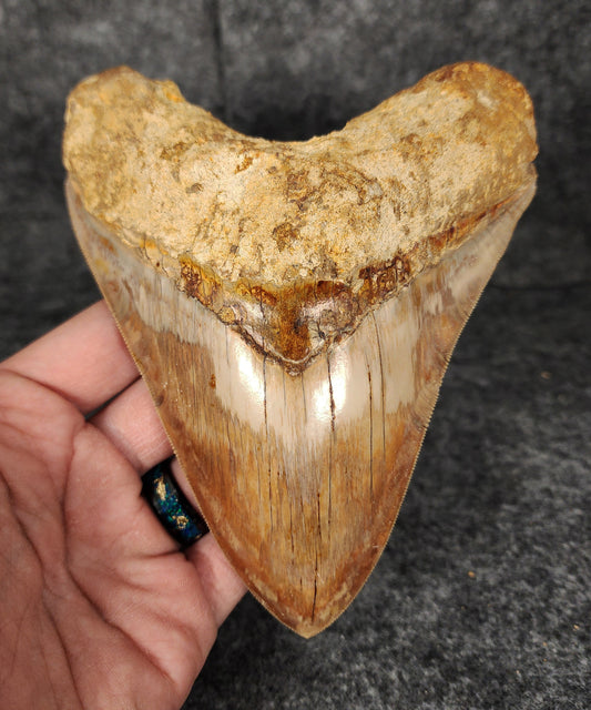 Front view of 5.69-inch fossil Megalodon tooth from Indonesia, showcasing glossy enamel and sharp serrations.​