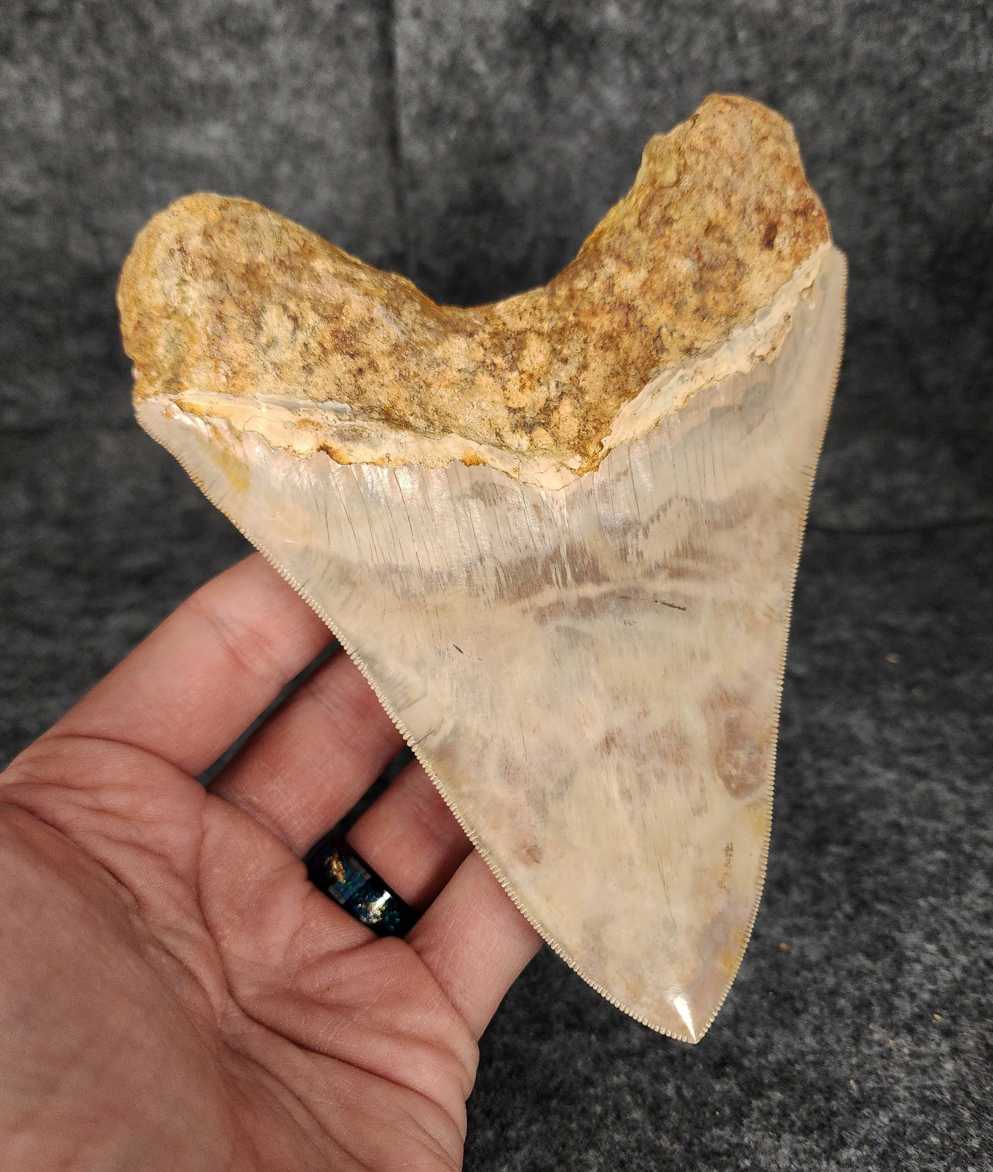 Back left side profile of 5.69-inch Megalodon tooth from Indonesia, displaying curvature and enamel preservation.​