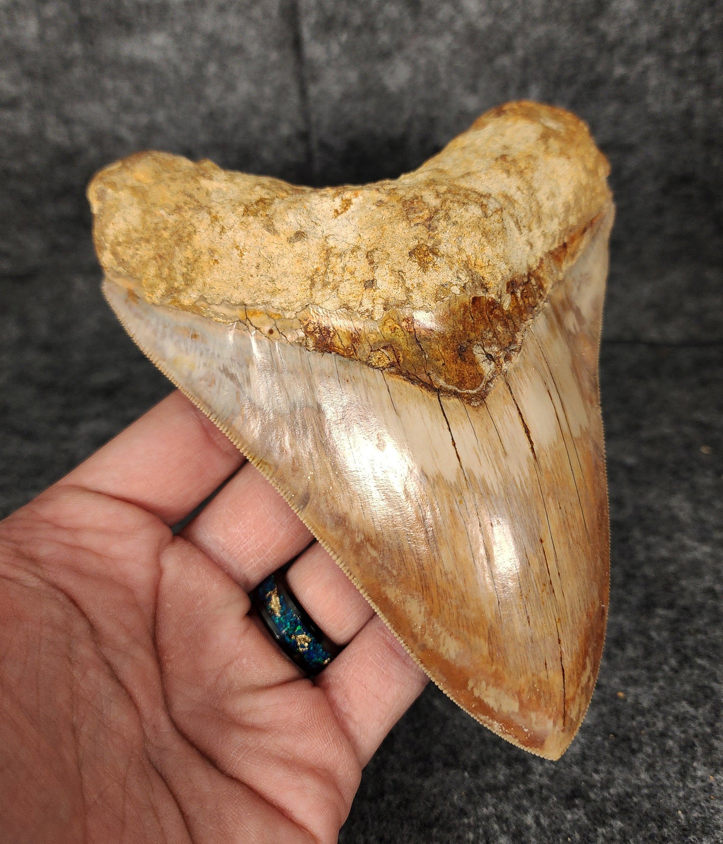 Left side profile of 5.69-inch Megalodon tooth from Indonesia, displaying curvature and enamel preservation.​