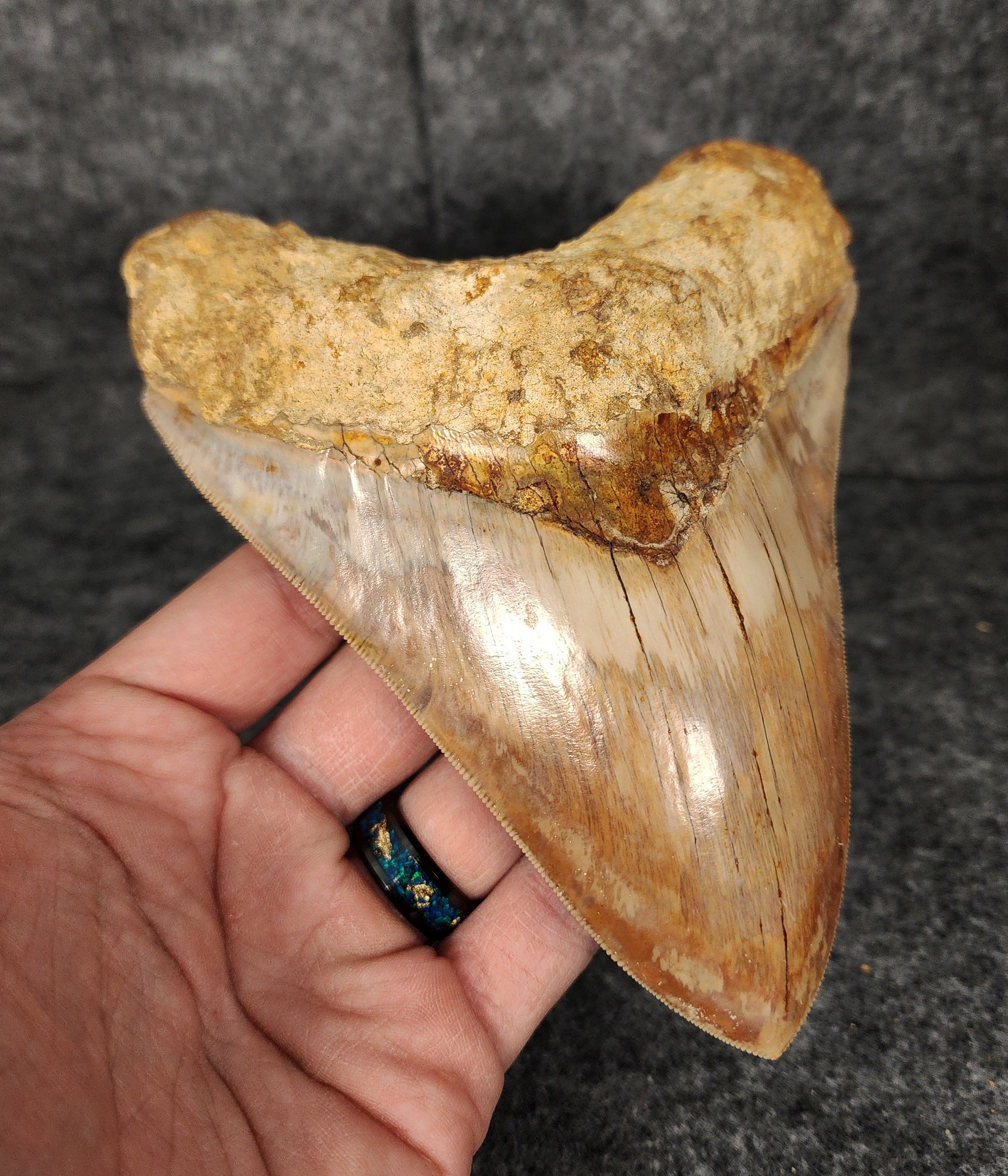 Left side profile of 5.69-inch Megalodon tooth from Indonesia, displaying curvature and enamel preservation.​