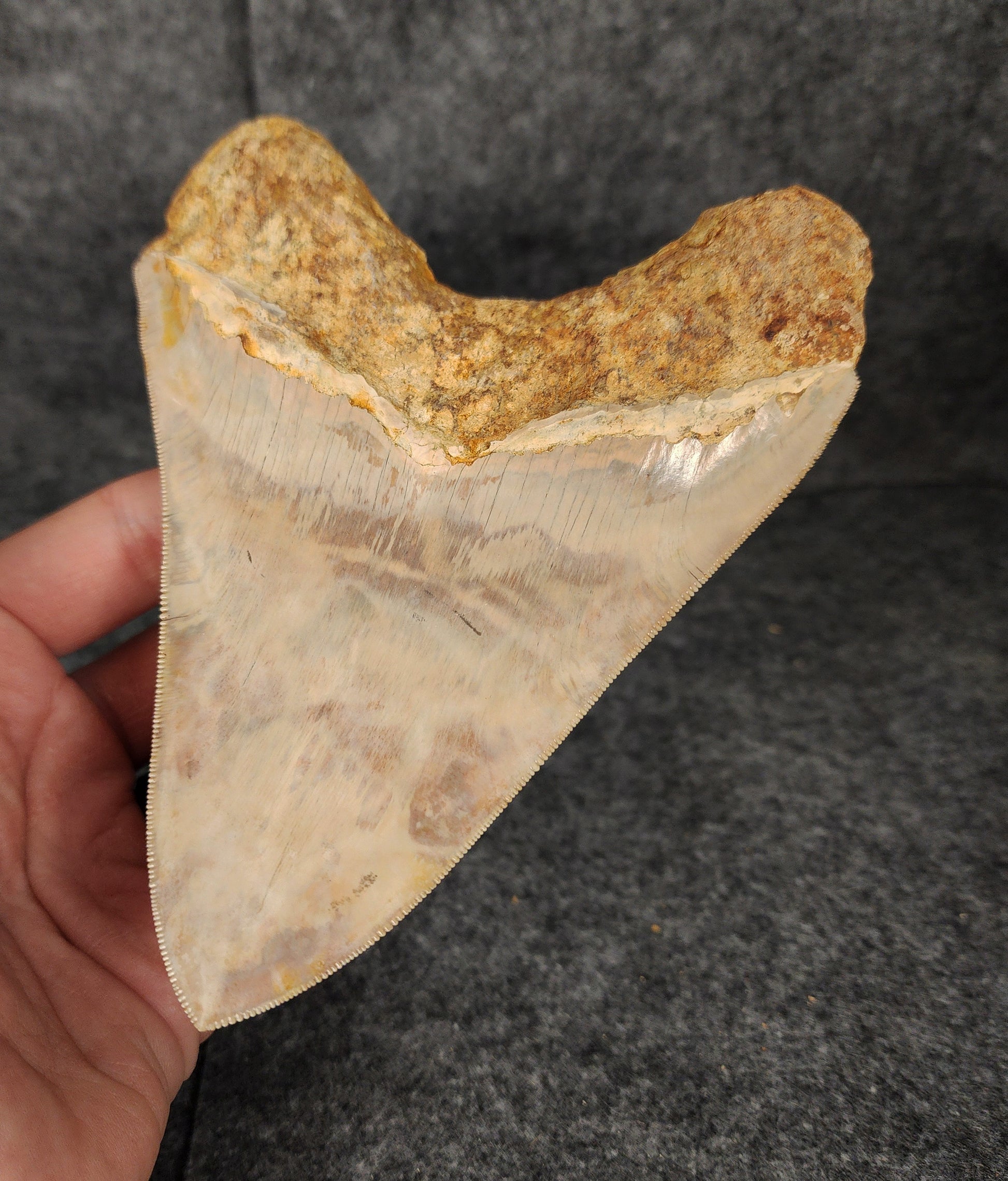 Back right side view of 5.69-inch fossil Megalodon tooth, emphasizing natural serrations and blade shape.