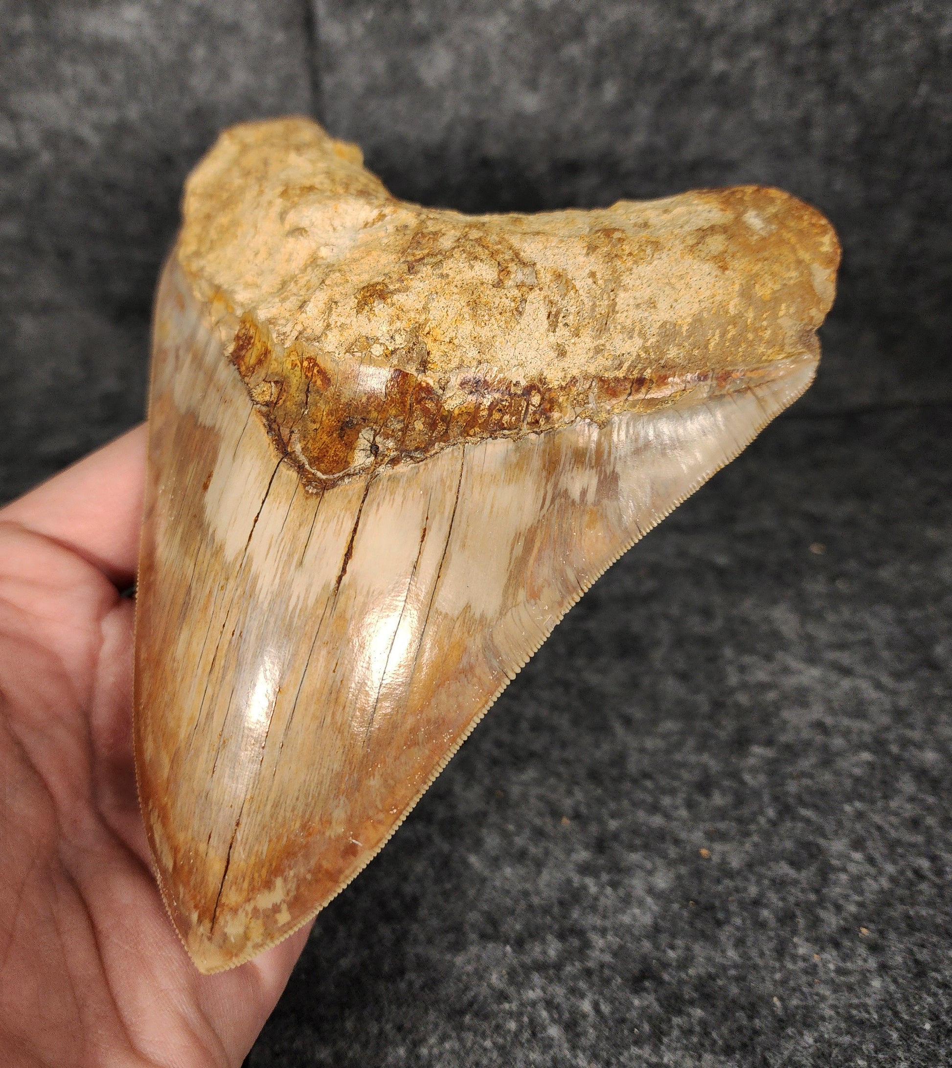 Right side view of 5.69-inch fossil Megalodon tooth, emphasizing natural serrations and blade shape.​