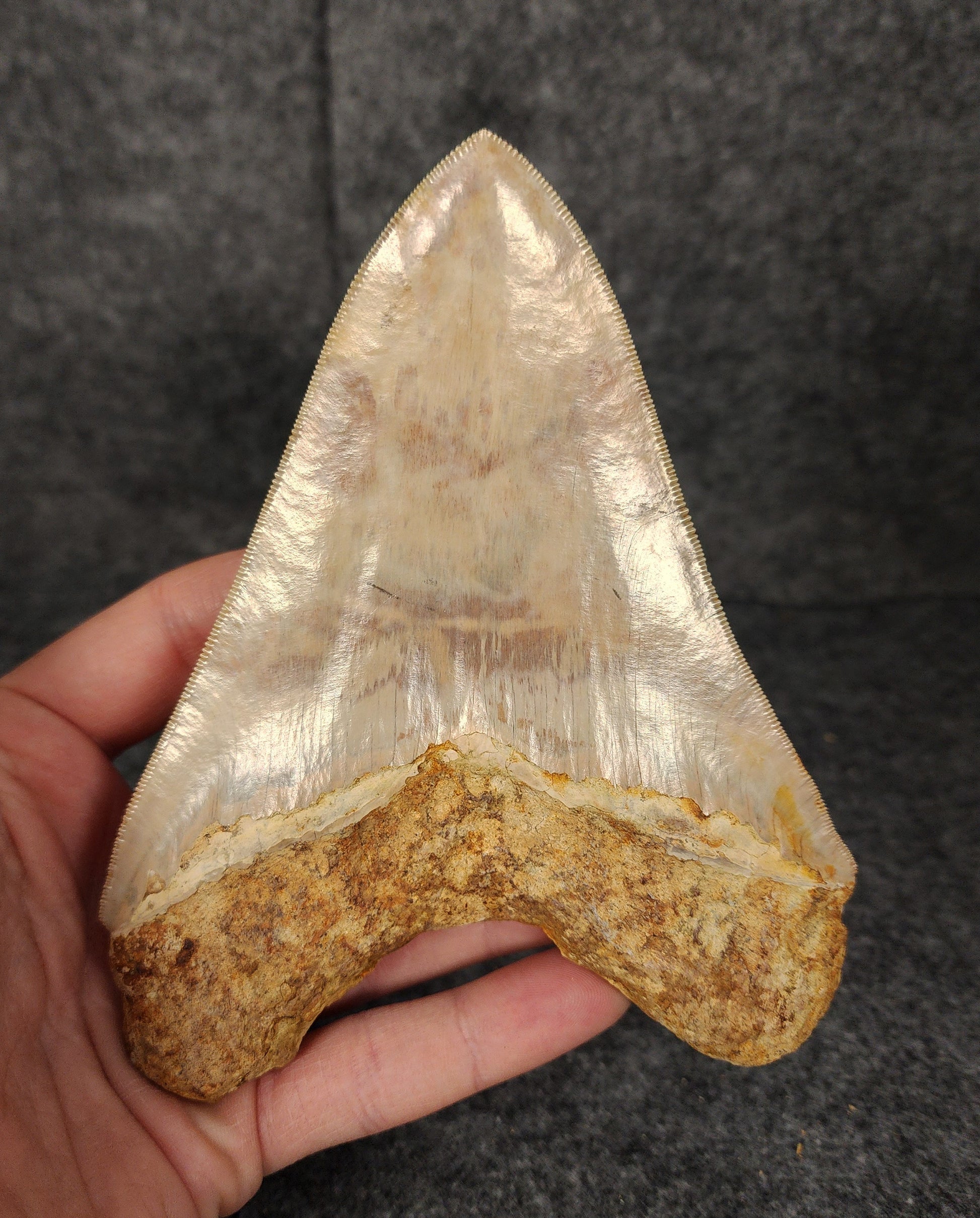 Close-up of the tip of 5.69-inch Megalodon tooth from Indonesia, highlighting sharpness and enamel detail.​