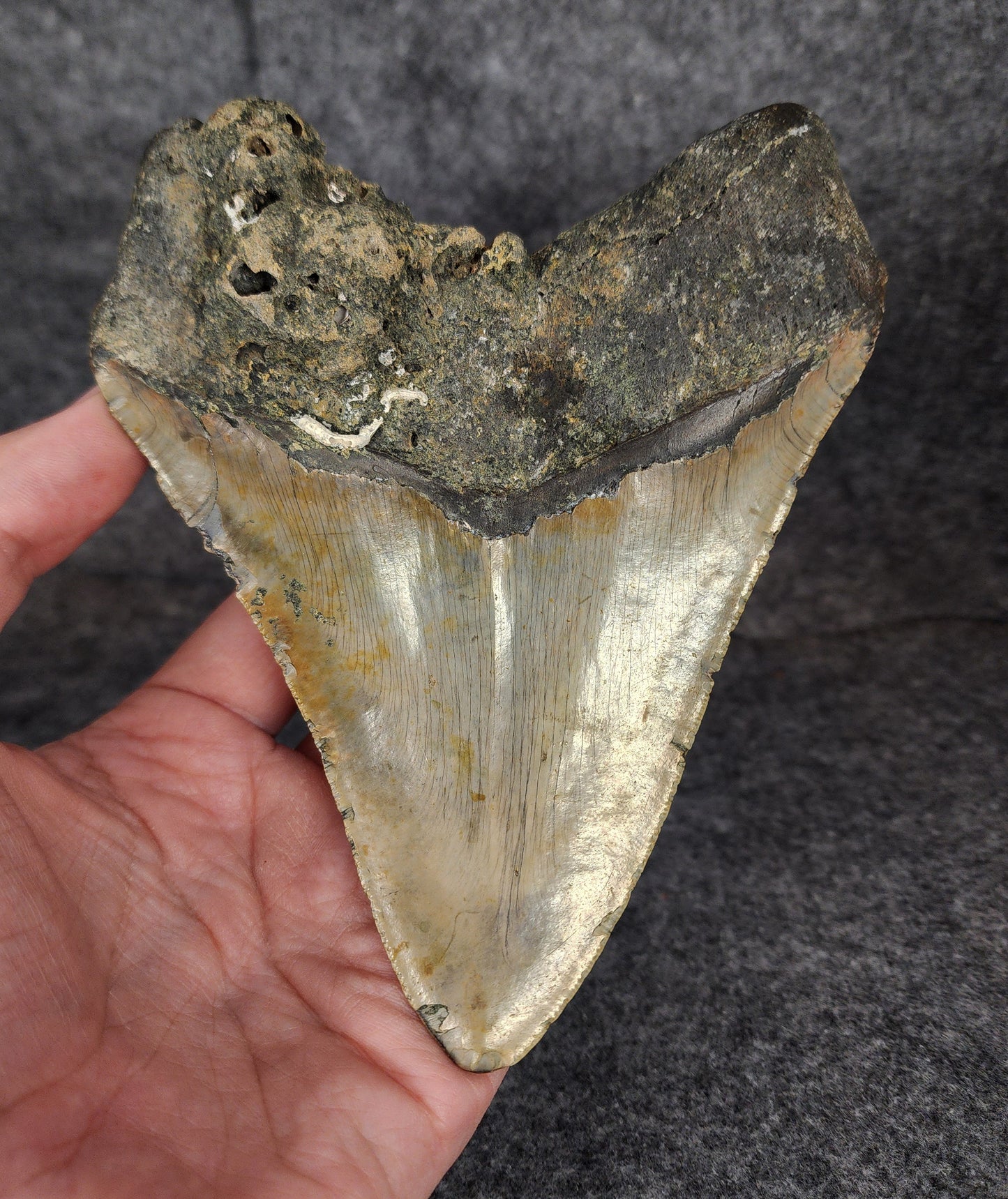 Back view of 5.70-inch Megalodon tooth fossil, highlighting the root structure and enamel preservation.