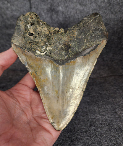 Back view of 5.70-inch Megalodon tooth fossil, highlighting the root structure and enamel preservation.