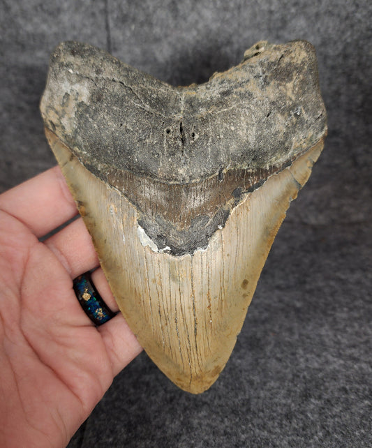 Front view of 5.70-inch authentic Megalodon tooth fossil from Meg Ledge, Wilmington, North Carolina, showcasing natural enamel and robust root.